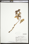 Hylotelephium telephioides