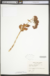 Hylotelephium telephium ssp. telephium