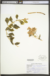 Hylotelephium telephioides