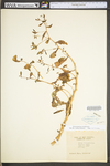 Hylotelephium telephioides