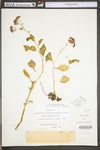 Hylotelephium telephioides