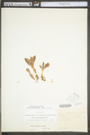 Hylotelephium telephioides