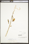 Hylotelephium telephium ssp. telephium