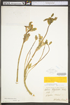 Hylotelephium telephioides