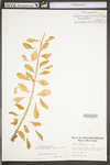 Hylotelephium telephium ssp. telephium