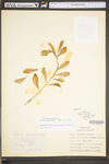 Hylotelephium telephium ssp. telephium