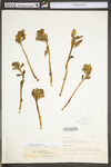 Hylotelephium telephium ssp. telephium