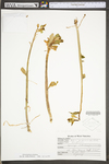 Hylotelephium telephium ssp. telephium