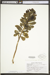 Hylotelephium telephium ssp. telephium