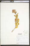 Hylotelephium telephioides