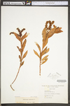 Penthorum sedoides