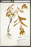 Penthorum sedoides