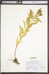 Penthorum sedoides