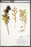 Penthorum sedoides