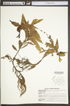 Penthorum sedoides