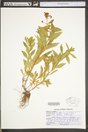 Penthorum sedoides