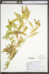 Penthorum sedoides