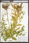 Penthorum sedoides
