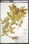 Penthorum sedoides
