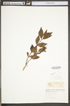 Penthorum sedoides