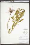 Penthorum sedoides