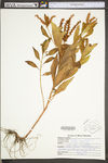 Penthorum sedoides