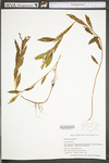 Penthorum sedoides