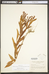 Penthorum sedoides