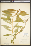Penthorum sedoides