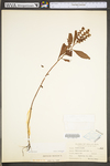 Penthorum sedoides