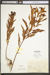 Penthorum sedoides