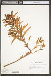 Penthorum sedoides