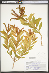 Penthorum sedoides