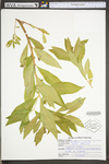 Penthorum sedoides
