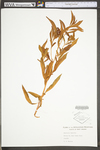 Penthorum sedoides