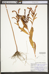 Penthorum sedoides