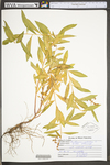 Penthorum sedoides
