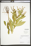 Penthorum sedoides