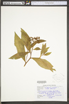 Penthorum sedoides