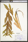 Penthorum sedoides