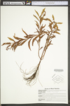 Penthorum sedoides
