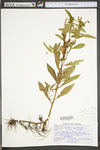 Penthorum sedoides