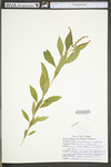Penthorum sedoides