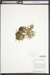 Sedum acre