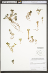 Sedum glaucophyllum