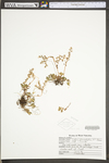 Sedum glaucophyllum
