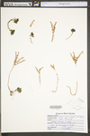 Sedum glaucophyllum