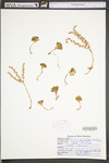 Sedum glaucophyllum
