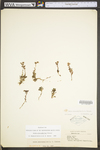 Sedum glaucophyllum