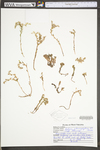 Sedum glaucophyllum